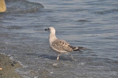 Güzel kuş Avrupa ringa martı (Larus argentatus) doğal ortamda
