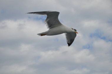 Güzel kuş Avrupa ringa martı (Larus argentatus) doğal ortamda