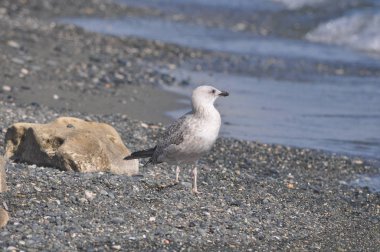 Güzel kuş Avrupa ringa martı (Larus argentatus) doğal ortamda