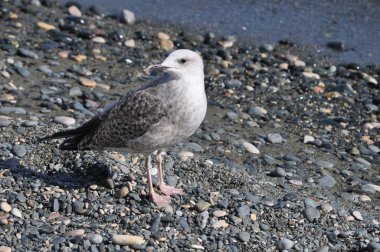 Güzel kuş Avrupa ringa martı (Larus argentatus) doğal ortamda