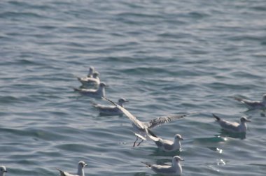 Güzel kuş Avrupa ringa martı (Larus argentatus) doğal ortamda
