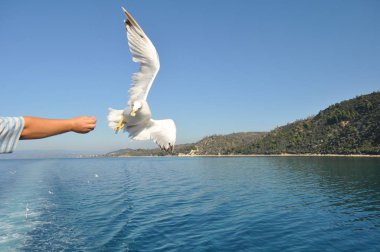 Güzel kuş Avrupa ringa martı (Larus argentatus) doğal ortamda