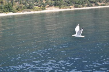 Güzel kuş Avrupa ringa martı (Larus argentatus) doğal ortamda