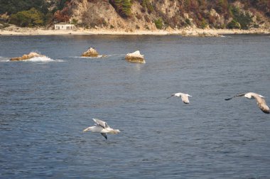 Güzel kuş Avrupa ringa martı (Larus argentatus) doğal ortamda