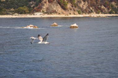 Güzel kuş Avrupa ringa martı (Larus argentatus) doğal ortamda