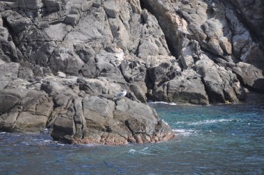 Güzel kuş Avrupa ringa martı (Larus argentatus) doğal ortamda