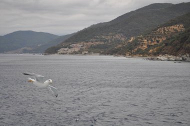 Güzel kuş Avrupa ringa martı (Larus argentatus) doğal ortamda
