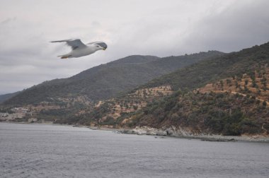 Güzel kuş Avrupa ringa martı (Larus argentatus) doğal ortamda