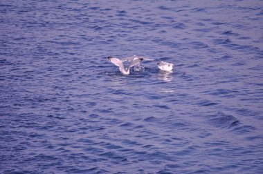 Güzel kuş Avrupa ringa martı (Larus argentatus) doğal ortamda
