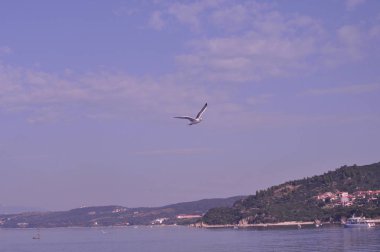 Güzel kuş Avrupa ringa martı (Larus argentatus) doğal ortamda