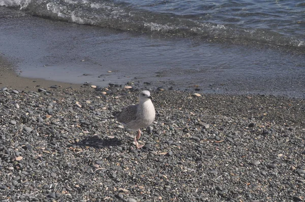 Bel Oiseau Goéland Argenté Larus Argentatus Dans Milieu Naturel — Photo