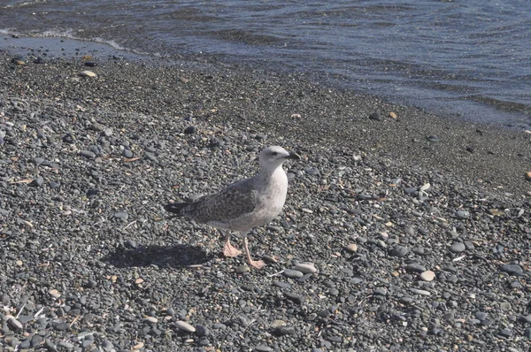 Piękny Ptak Europejski Gull Śledzia Larus Argentatus Środowisku Naturalnym — Zdjęcie stockowe