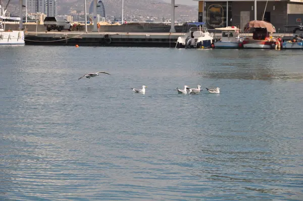 Hermosa Gaviota Arenque Europea Larus Argentatus Entorno Natural — Foto de Stock