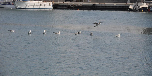 Belo Pássaro Europeu Gaivota Arenque Larus Argentatus Ambiente Natural — Fotografia de Stock