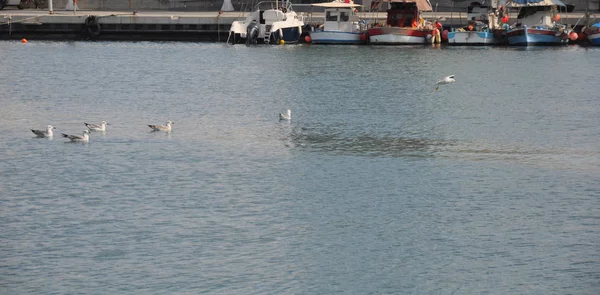 Gyönyörű Madár Európai Hering Sirály Larus Argentatus Természeti Környezetben — Stock Fotó