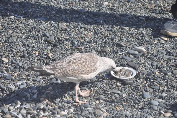 Piękny Ptak Europejski Gull Śledzia Larus Argentatus Środowisku Naturalnym — Zdjęcie stockowe