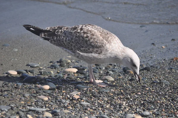 Красивая Птица Европейская Сельдь Чайка Larus Argentatus Природной Среде — стоковое фото