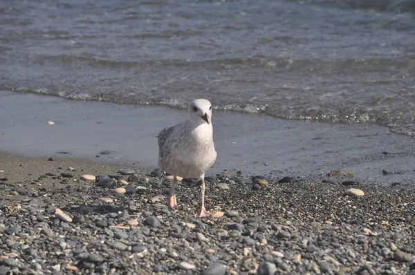 Belo Pássaro Europeu Gaivota Arenque Larus Argentatus Ambiente Natural — Fotografia de Stock