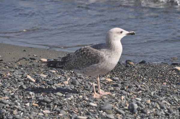 Prachtige Vogel Europese Haring Meeuw Larus Argentatus Natuurlijke Omgeving — Stockfoto