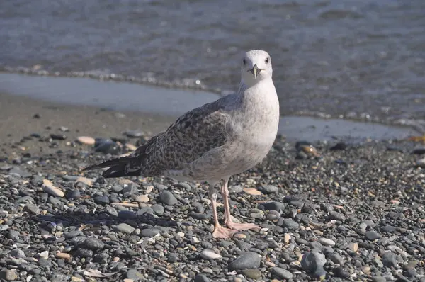 Prachtige Vogel Europese Haring Meeuw Larus Argentatus Natuurlijke Omgeving — Stockfoto