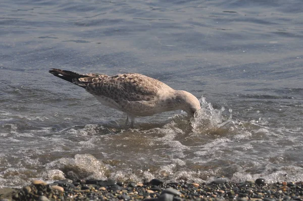 Piękny Ptak Europejski Gull Śledzia Larus Argentatus Środowisku Naturalnym — Zdjęcie stockowe