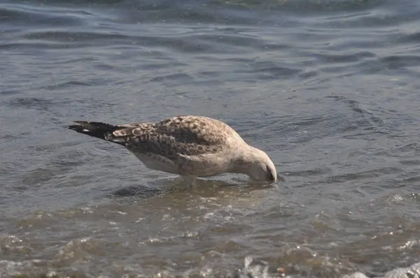 Der Schöne Vogel Europäische Möwe Larus Argentatus Der Natürlichen Umgebung — Stockfoto