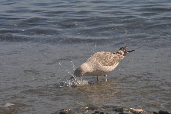 Όμορφο Πουλί Ευρωπαϊκή Γλάρος Ρέγγα Larus Αρβατού Στο Φυσικό Περιβάλλον — Φωτογραφία Αρχείου