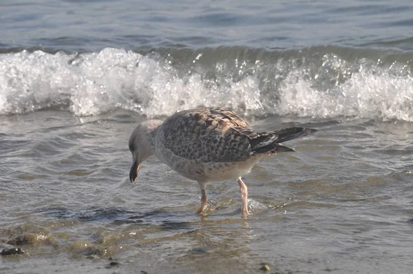 Belo Pássaro Europeu Gaivota Arenque Larus Argentatus Ambiente Natural — Fotografia de Stock