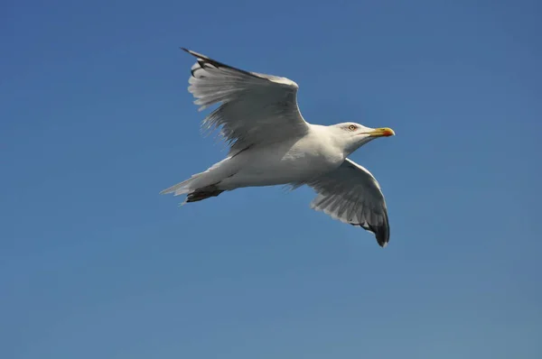 Piękny Ptak Europejski Gull Śledzia Larus Argentatus Środowisku Naturalnym — Zdjęcie stockowe