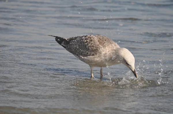 Όμορφο Πουλί Ευρωπαϊκή Γλάρος Ρέγγα Larus Αρβατού Στο Φυσικό Περιβάλλον — Φωτογραφία Αρχείου