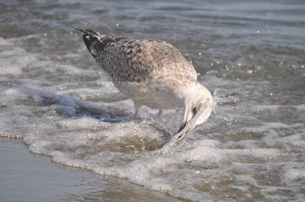 Piękny Ptak Europejski Gull Śledzia Larus Argentatus Środowisku Naturalnym — Zdjęcie stockowe