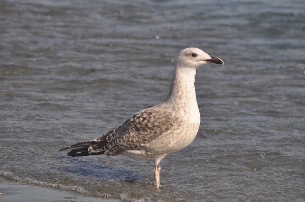 Belo Pássaro Europeu Gaivota Arenque Larus Argentatus Ambiente Natural — Fotografia de Stock