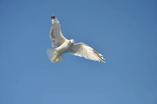 Piękny Ptak Europejski Gull Śledzia Larus Argentatus Środowisku Naturalnym — Zdjęcie stockowe