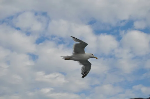 Piękny Ptak Europejski Gull Śledzia Larus Argentatus Środowisku Naturalnym — Zdjęcie stockowe