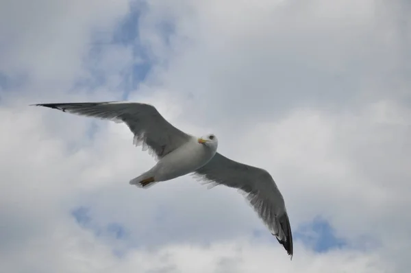 Piękny Ptak Europejski Gull Śledzia Larus Argentatus Środowisku Naturalnym — Zdjęcie stockowe