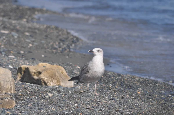 Belo Pássaro Europeu Gaivota Arenque Larus Argentatus Ambiente Natural — Fotografia de Stock