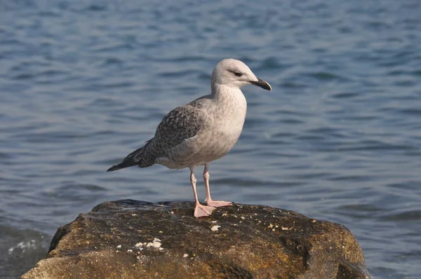 Güzel Kuş Avrupa Ringa Martı Larus Argentatus Doğal Ortamda — Stok fotoğraf