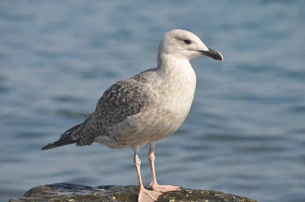 Prachtige Vogel Europese Haring Meeuw Larus Argentatus Natuurlijke Omgeving — Stockfoto