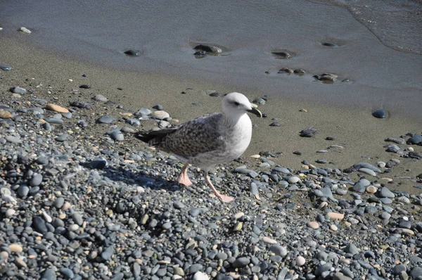 Belo Pássaro Europeu Gaivota Arenque Larus Argentatus Ambiente Natural — Fotografia de Stock