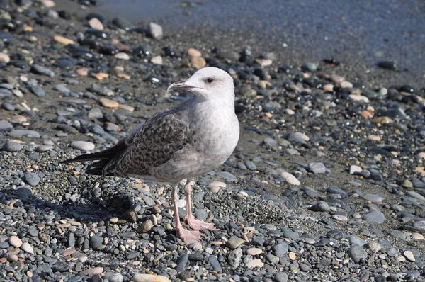 Nádherný Ptačí Racek Larus Argentinatus Přírodním Prostředí — Stock fotografie