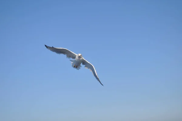 Piękny Ptak Europejski Gull Śledzia Larus Argentatus Środowisku Naturalnym — Zdjęcie stockowe