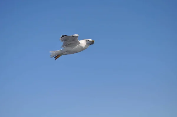 Hermosa Gaviota Arenque Europea Larus Argentatus Entorno Natural —  Fotos de Stock