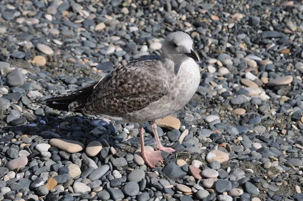 Nádherný Ptačí Racek Larus Argentinatus Přírodním Prostředí — Stock fotografie