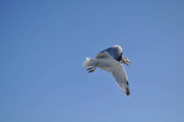 Piękny Ptak Europejski Gull Śledzia Larus Argentatus Środowisku Naturalnym — Zdjęcie stockowe