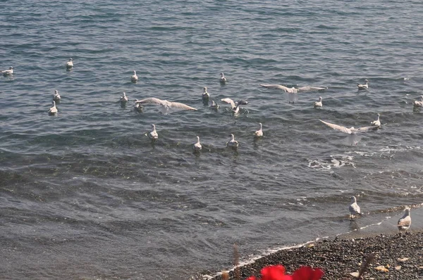 Красивая Птица Европейская Сельдь Чайка Larus Argentatus Природной Среде — стоковое фото