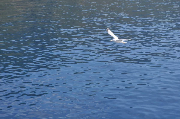 Beautiful Bird European Herring Gull Larus Argentatus Natural Environment — Stock Photo, Image