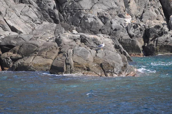 Bellissimo Uccello Gabbiano Aringa Europea Larus Argentatus Nell Ambiente Naturale — Foto Stock