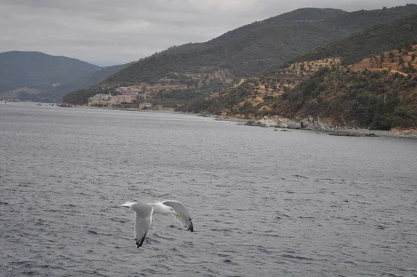 Güzel kuş Avrupa ringa martı (Larus argentatus) doğal ortamda
