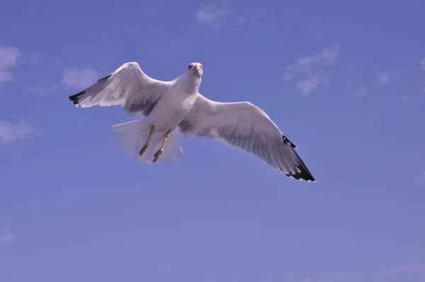 Belo Pássaro Europeu Gaivota Arenque Larus Argentatus Ambiente Natural — Fotografia de Stock