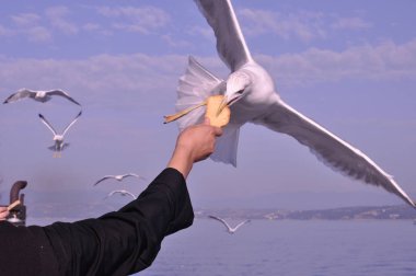 Güzel kuş Avrupa ringa martı (Larus argentatus) doğal ortamda